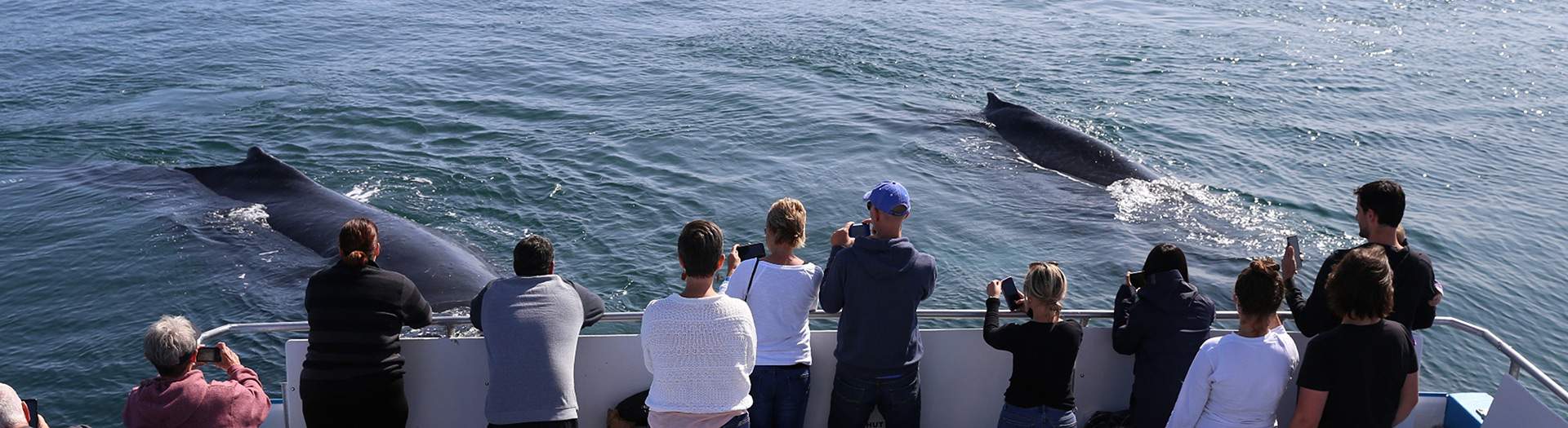 Whale watching off Digby Neck